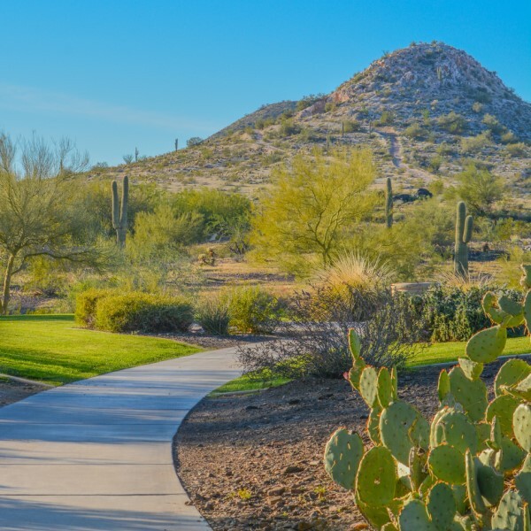 desert landscape with a winding paved pathway surrounded by cacti and shrubs